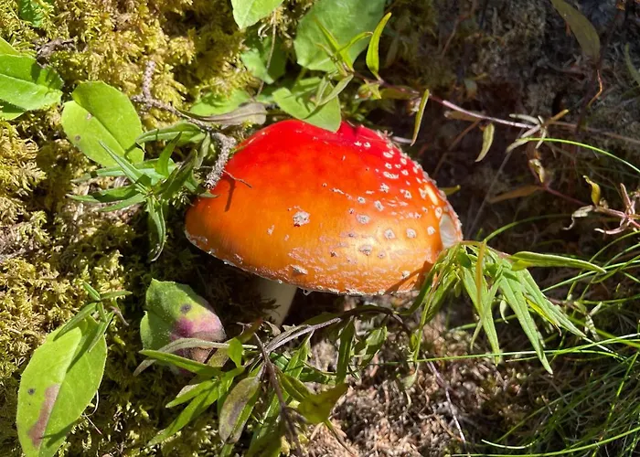 Schwarzhornblick